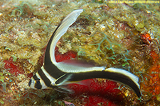 juvenile spotted drum